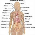 Female Body Diagram