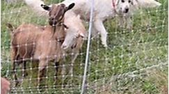 #homestead #farmlife #reels #goats | Mountain Spring Homestead