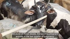 INVESTIGATION: Pregnant Cows Slaughtered in Brazil