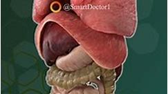 Your lovely internal organs. 🫀🫁 . . . . #digestivesystem #system #digestive #intestine #anatomy #pregnancy #pregnancylife #pregnant #baby #mouth #esophagus #stomach #smallintestine #largeintestine #pancreas #liver #gallbladdercancer #anatomy #heart #smoker #lunges #lungs #muscles #muscle | Smart Doctor
