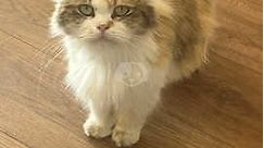 Ragdoll/maine coon boys and girls - £500