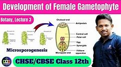 Development of female gametophyte || Class 12th || Lecture 3 #biology#botany#12thclass