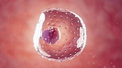 3d rendered medical animation of an embryo at 1 week of gestation