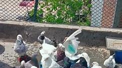 Hathi ka bacha😂#piegon #kabootar #garmi #pani #kabutar #pigeonlover #birds #kabootarbazi #500subs