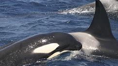 Killer whales sink Palma-based sailing yacht in Strait of Gibraltar