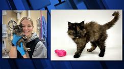 Humane Society of Central Oregon takes in rare male tortoiseshell cat, discovers it's also an even rarer hermaphrodite - KTVZ
