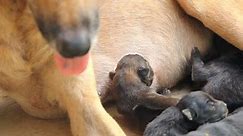 Puppies sucking milk from mother dog breast