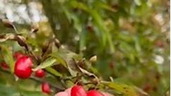 Cornus officinalis e uma arvore de pequeno porte endemica da China, Japao e Coreia. As frutas sao comestiveis mas sao azedinhas.