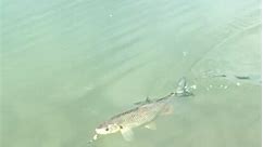 Chub is on #chub #chubfishing #flyfishing #meps #river #pecanje #ribolov #klen #nature #paradise #catchandrelease | Page 100M