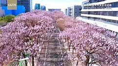 Paulownia blossoms in Beijing attract visitors to take photos