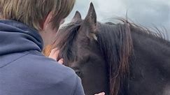 #blackbeauty #horses #summer2024 #saintfield #northernireland #uk #countydown #countryliving #countryside #farmlife #freshair #outdoors #lovenorthernireland #lovewhereyoulive #fauna #flora | Candace Bennett