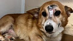 Corgi Survives Being Shot in the Head