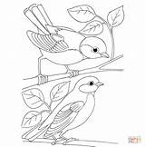 Coloring Tit Titmouse Pages Birds Printable Tufted Bridled Blue Color Drawing Tits Drawings sketch template