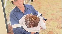 Person removes an Echidna from a backyard!
