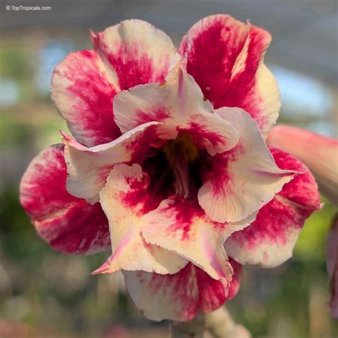 Adenium sp. 'Sunshine' ('Sunshine' Desert Rose) | Top Tropicals Plant ...
