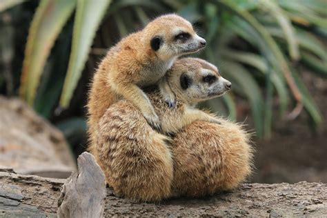 Animals+Having+Sex+Women Photos, Download The BEST Free Animals+Having+Sex+Women Stock Photos ...