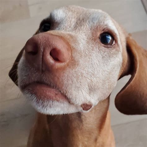 Dogs gone Mild! Velcro Vizsla (s) on adventure in SoCal on Instagram ...