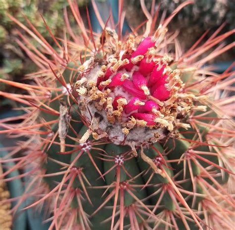 7000 Baht Us Dollars