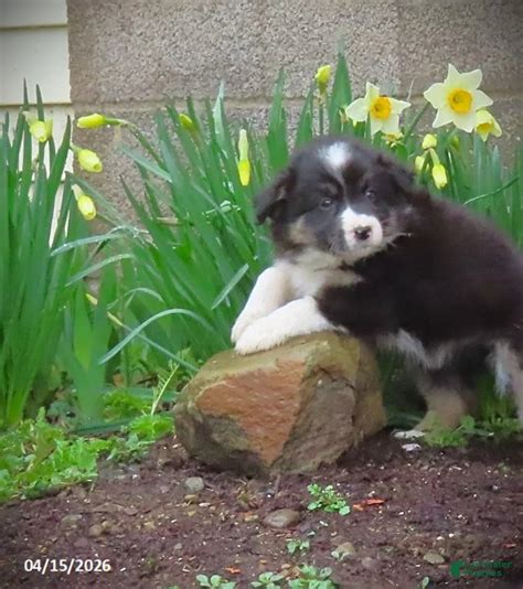 Aster Mixed Breed for sale in Saegertown | Lancaster Puppies