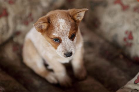 Australian Cattle Dog Breed Information & Characteristics