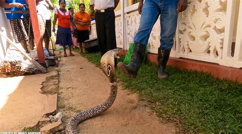 Watch what happens when a cobra defends itself surrounded by humans
