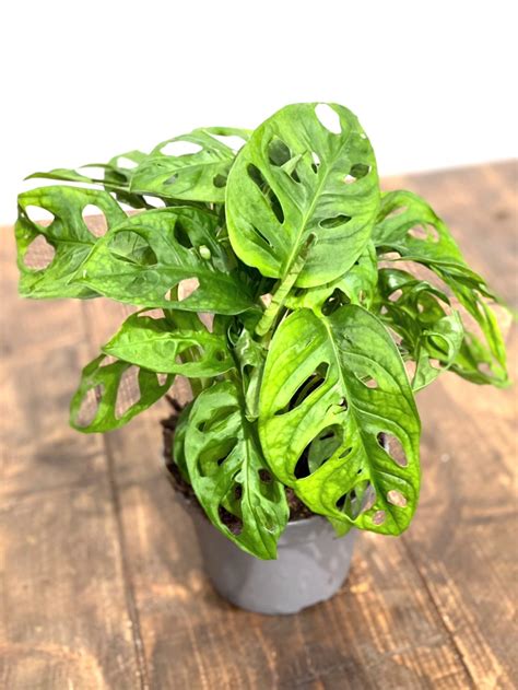 What Size Pot For Monstera