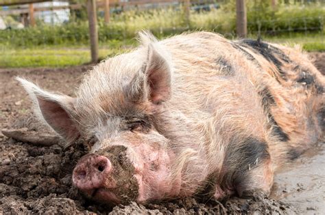 Meet Our Animals | The Farm Animal Sanctuary