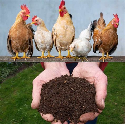 Making Chicken Manure Compost for Garden Plants | Gardening Tips