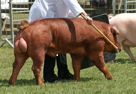 Duroc Pig Characteristics