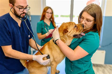 Veterinary Care | Springfield, MO | North Side Animal Clinic