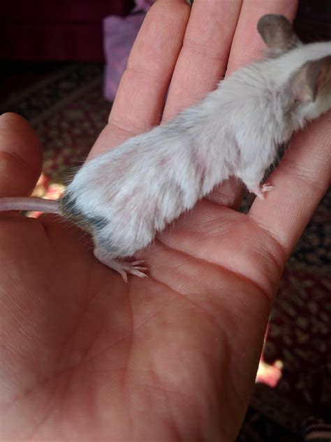 Fur loss? ・ popular.pics ・ Viewer for Reddit