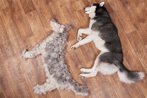 Should You Shave A Siberian Husky