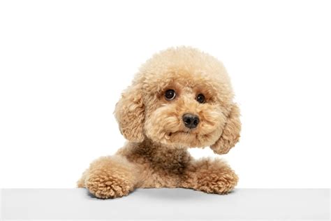 Maltipoo Size - How Big Do Full Grown Maltipoos Get? A Comprehensive ...