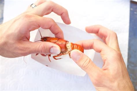 What Do Crayfish Eat