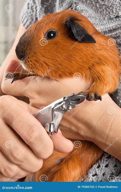 Hands Cutting Claws of Guinea Pig Stock Image - Image of closeup, short ...