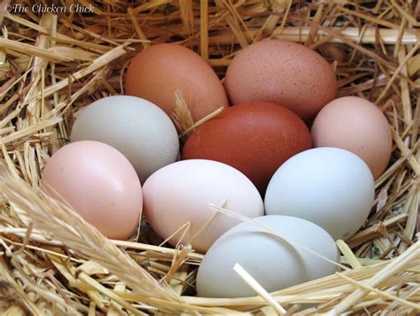 Hatching Eggs Under A Broody Hen at Hunter Sachse blog