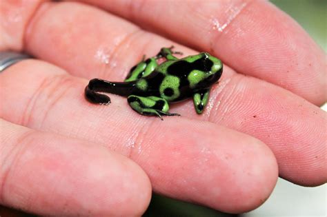 Pink Poison Dart Frogs