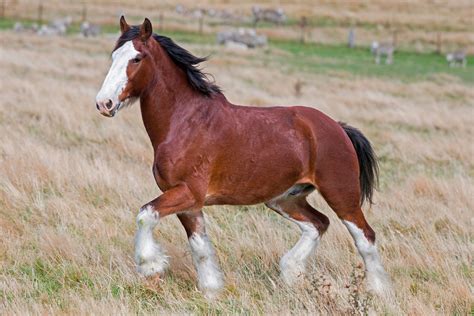 Largest Clydesdale Horse World's Largest Horse Breeds; Check Out The