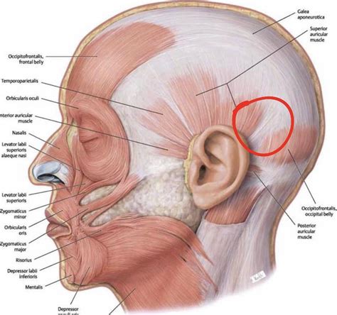 Pain behind upper ear? : r/TMJ
