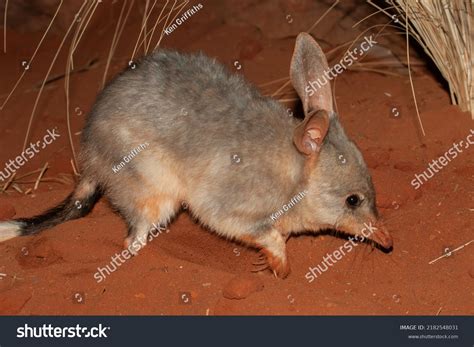 8 Greater Bilby Stock Photos, Images & Photography | Shutterstock
