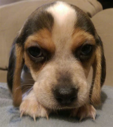Pin by Living Skies Kennel on Olde English Pocket Beagle Puppy's ...