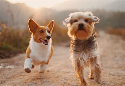 Animal Hospital in Glendale, AZ | Apollo North Animal Hospital