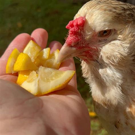 Can Chickens Eat Pears? - Mranimal Farm