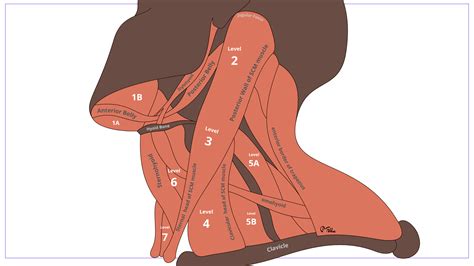 Cervical Neck Lymph Nodes • Levels, Illustrations, Drainage