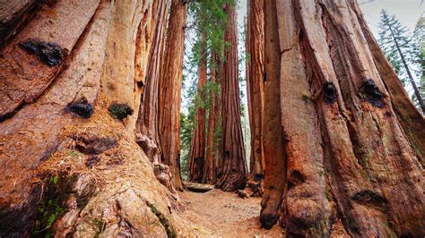 Bing HD Wallpaper Sep 25, 2024: Giant sequoias, Sequoia National Park ...