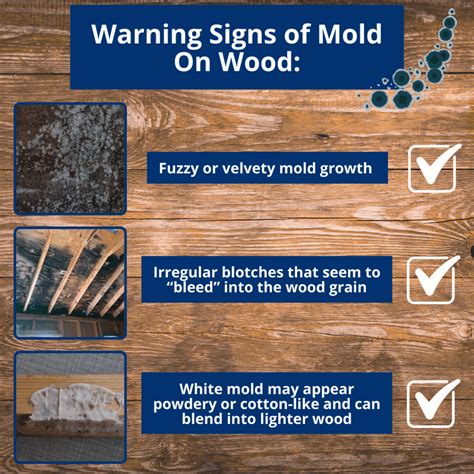 What Does Mold Look Like on Wood? How to Spot and Stop It - Edifice ...