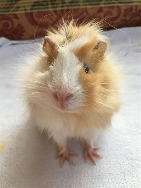 Abyssinian Guinea Pig