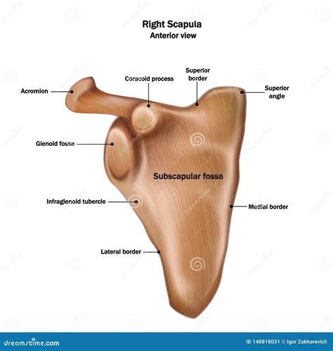 Illustration of the Human Right Scapula Bone with the Name and ...