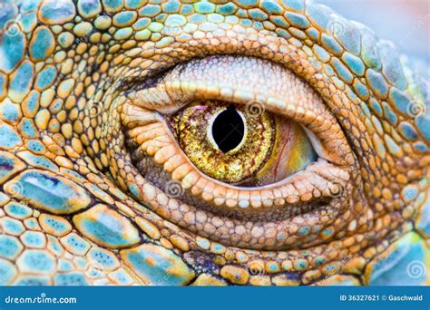 Lizard Eye