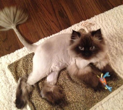 Cat Haircut Like Lion